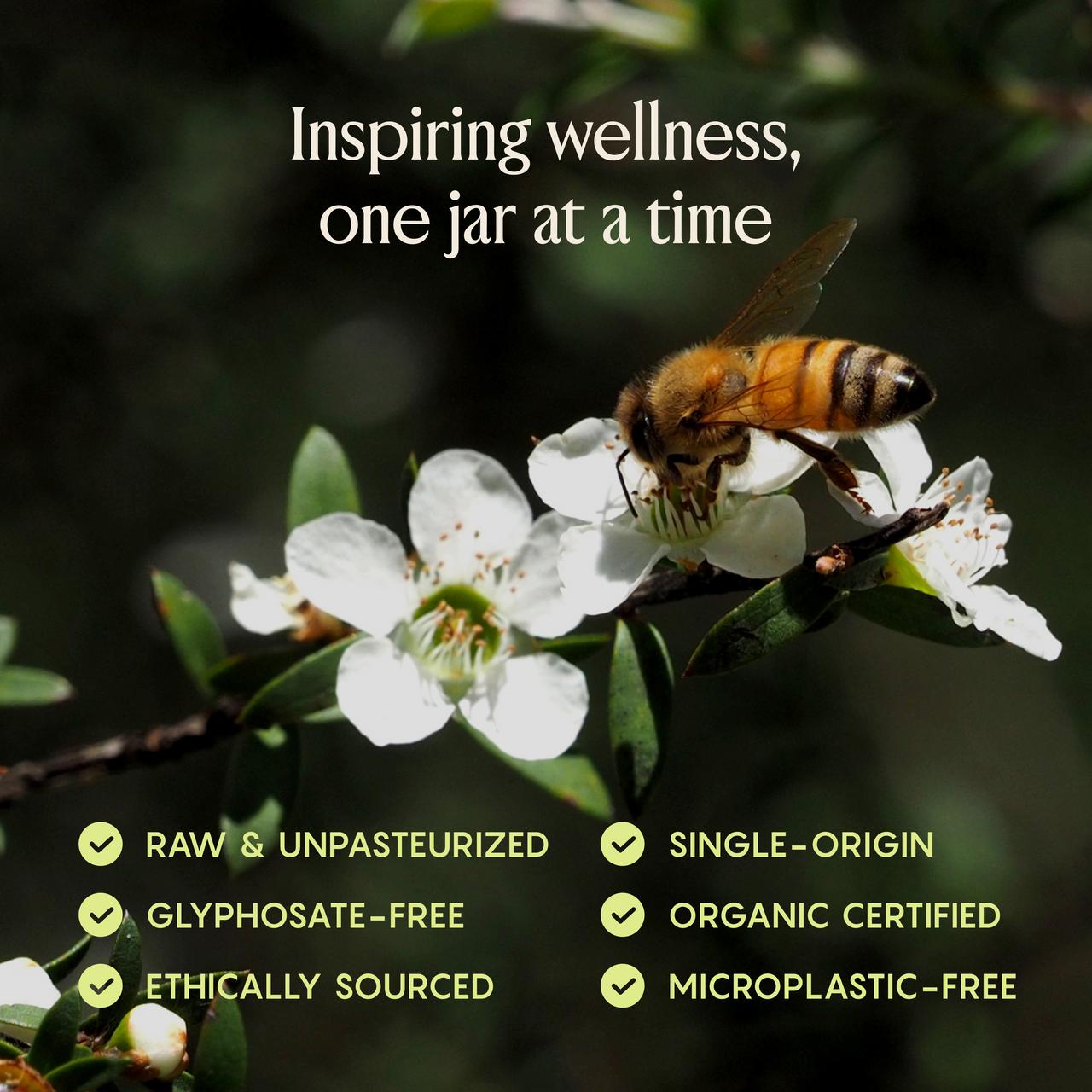 Honeybee on Mānuka flower representing the natural origin of RARE BEEHIVE honey.