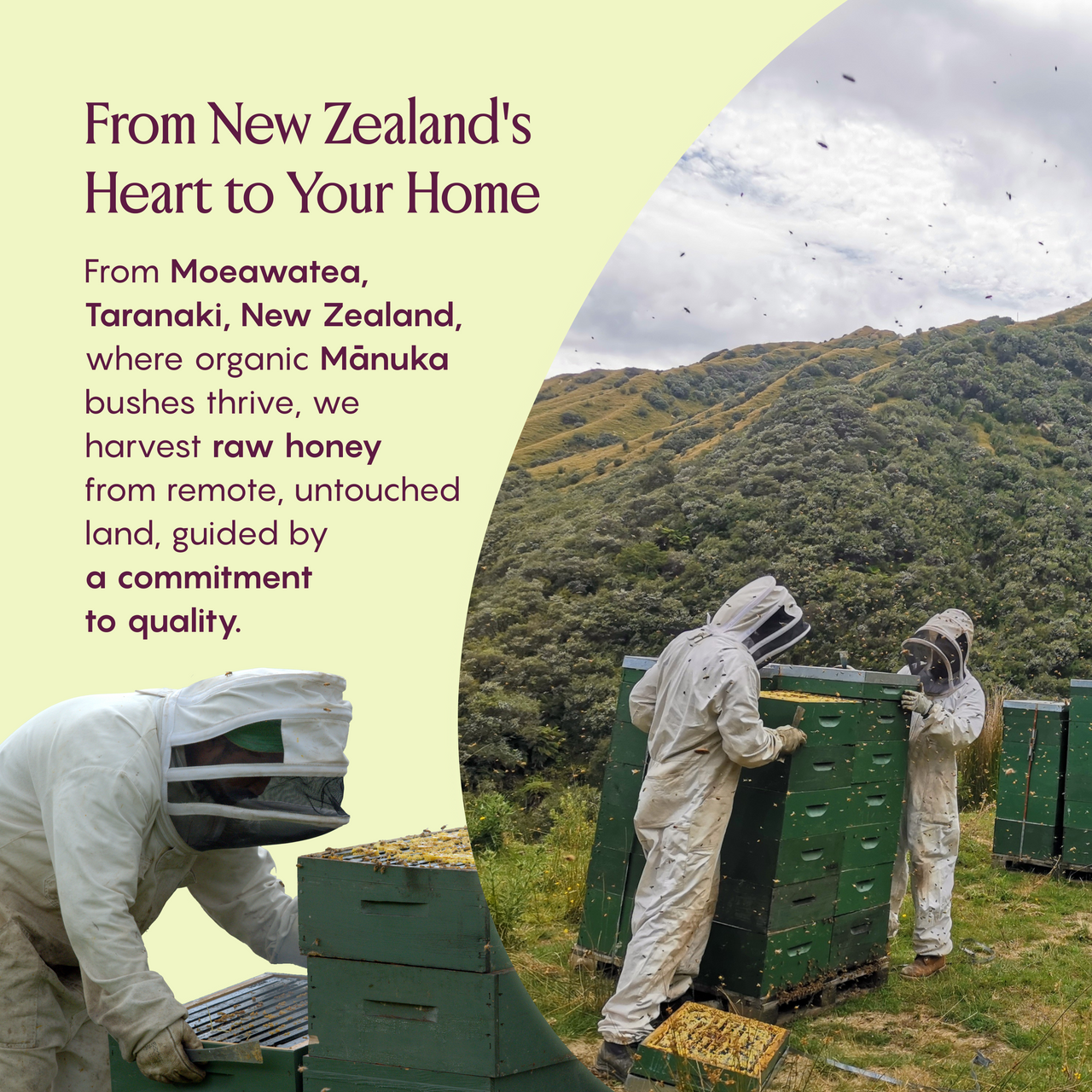 Beekeepers harvesting Mānuka honey in Moeawatea, Taranaki, New Zealand for RARE BEEHIVE.